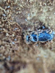 Beauveria bassiana