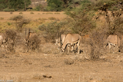 Oryx beisa beisa
