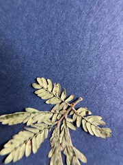 Desmanthus acuminatus