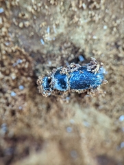 Beauveria bassiana