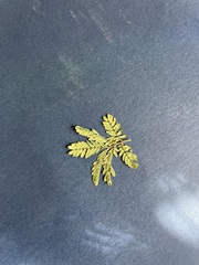 Desmanthus acuminatus