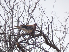 Streptopelia senegalensis senegalensis