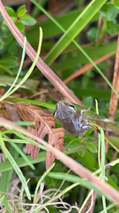Hyla femoralis