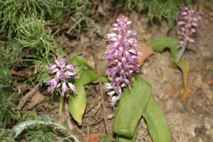 Lachenalia pallida