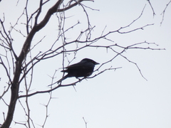 Dicrurus adsimilis apivorus