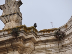Corvus monedula