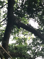 Basiliscus basiliscus