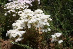 Lampranthus falcatus