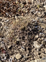 Poa maniototo