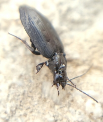 Sericoda