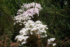 Lampranthus falcatus