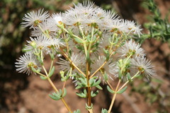 Lampranthus falcatus