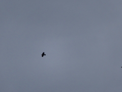 Corvus monedula