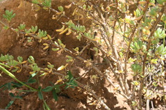 Lampranthus falcatus
