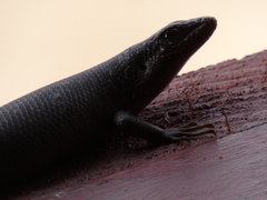 Trachylepis sparsa