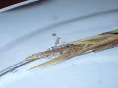 Prokelisia marginata