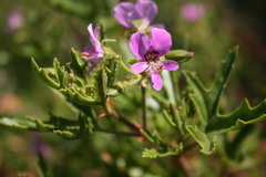 Pelargonium scabrum