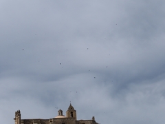 Corvus monedula