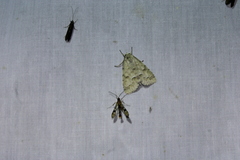 Synanthedon acerni
