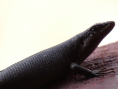 Trachylepis sparsa