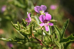 Pelargonium scabrum
