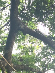 Basiliscus basiliscus