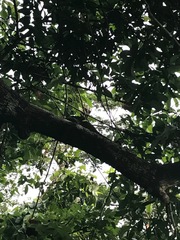 Basiliscus basiliscus