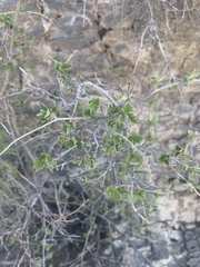 Holodiscus discolor microphyllus