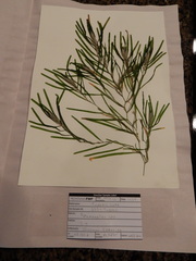 Potamogeton obtusifolius