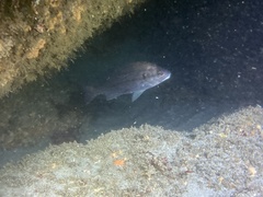 Cheilotrema saturnum