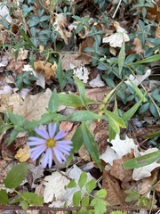 Eurybia spectabilis