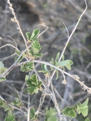 Holodiscus discolor microphyllus