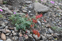 Astragalus tugarinovii