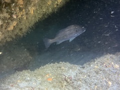 Cheilotrema saturnum