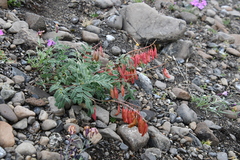 Astragalus tugarinovii