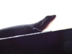 Trachylepis sparsa