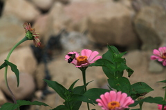 Macroglossum bombylans