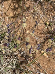 Porophyllum linaria