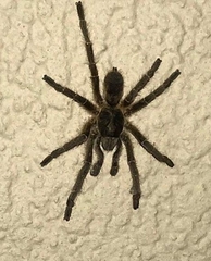 Harpactirella lightfooti