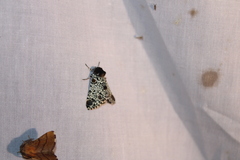 Harrisimemna trisignata