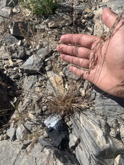Poa fendleriana