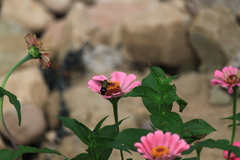 Macroglossum bombylans