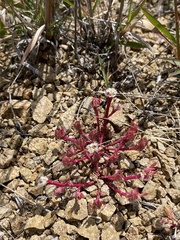 Portulaca halimoides