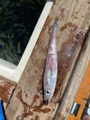 Merluccius productus