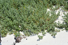 Tetragonia decumbens