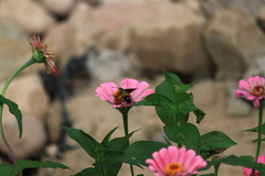 Macroglossum bombylans