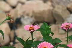 Macroglossum bombylans