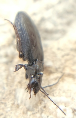 Sericoda