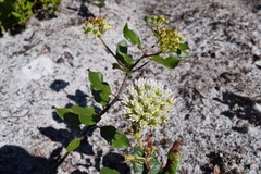Asclepias curtissii