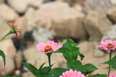 Macroglossum bombylans
